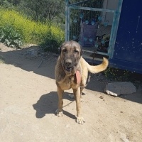 Alabay (Alabai), Köpek  Ceza fotoğrafı