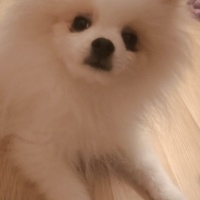 Pomeranyalı, Köpek  Tarçın fotoğrafı