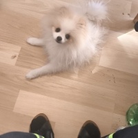 Pomeranyalı, Köpek  Tarçın fotoğrafı