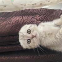 Scottish Fold, Kedi  . fotoğrafı