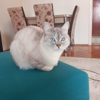British Shorthair, Kedi  Lokum fotoğrafı