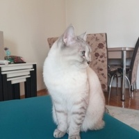 British Shorthair, Kedi  Lokum fotoğrafı
