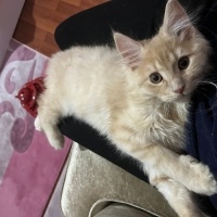 British Shorthair, Kedi  lila fotoğrafı