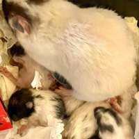Hamster, Kemirgen  Maskeli Hamster fotoğrafı