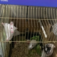 Hamster, Kemirgen  Maskeli Hamster fotoğrafı
