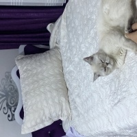 Scottish Fold, Kedi  Fıstık fotoğrafı