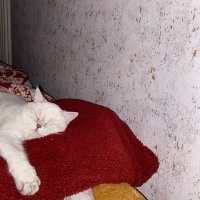 Scottish Fold, Kedi  Fıstık fotoğrafı