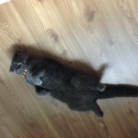 Scottish Fold, Kedi  Ponçik(ponçito) fotoğrafı