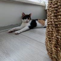Tekir Kedi, Kedi  MİYOKİ fotoğrafı