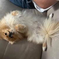 Pomeranyalı, Köpek  Coco fotoğrafı