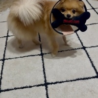 Pomeranyalı, Köpek  Coco fotoğrafı
