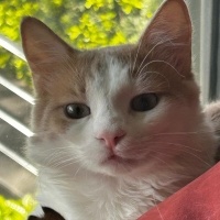 Norwegian Forest, Kedi  Romeo fotoğrafı