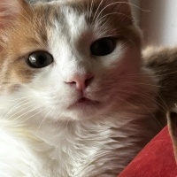 Norwegian Forest, Kedi  Romeo fotoğrafı