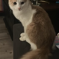 Norwegian Forest, Kedi  Romeo fotoğrafı