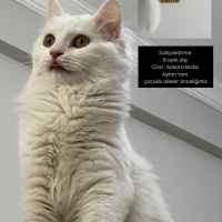 Ankara Kedisi, Kedi  Fıstık fotoğrafı