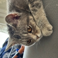 British Shorthair, Kedi  Lily fotoğrafı