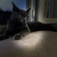 Chartreux, Kedi  Oreo fotoğrafı