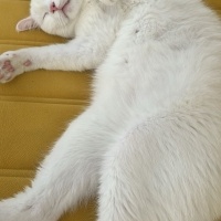 British Shorthair, Kedi  Şanslı fotoğrafı