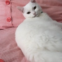 British Shorthair, Kedi  Şanslı fotoğrafı