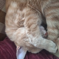 Sarman, Kedi  Güneş fotoğrafı