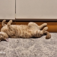 Sarman, Kedi  Güneş fotoğrafı