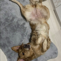 Golden Retriever, Köpek  Lucy fotoğrafı