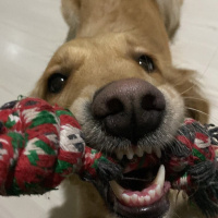 Golden Retriever, Köpek  Lucy fotoğrafı