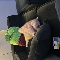 British Shorthair, Kedi  Çarşı fotoğrafı