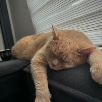British Shorthair, Kedi  Çarşı fotoğrafı