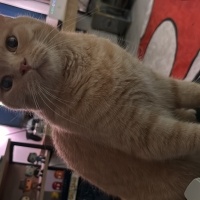 British Shorthair, Kedi  Çarşı fotoğrafı