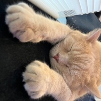 British Shorthair, Kedi  Çarşı fotoğrafı