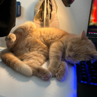 British Shorthair, Kedi  Çarşı fotoğrafı