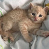 British Shorthair, Kedi  Çarşı fotoğrafı