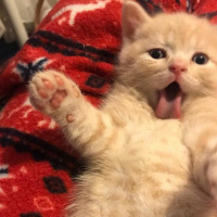 British Shorthair, Kedi  Çarşı fotoğrafı