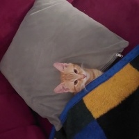 Sarman, Kedi  Tarçın fotoğrafı