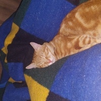 Sarman, Kedi  Tarçın fotoğrafı