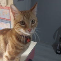 Sarman, Kedi  Tarçın fotoğrafı