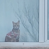 Sarman, Kedi  Tarçın fotoğrafı