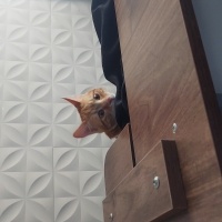 Sarman, Kedi  Tarçın fotoğrafı