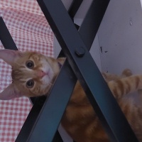 Sarman, Kedi  Tarçın fotoğrafı