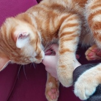 Sarman, Kedi  Tarçın fotoğrafı
