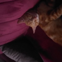 Sarman, Kedi  Tarçın fotoğrafı