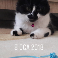 Tekir Kedi, Kedi  Boncuk fotoğrafı