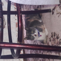 Tekir Kedi, Kedi  Boncuk fotoğrafı
