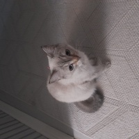 Brazilian Shorthair, Kedi  Köfte fotoğrafı