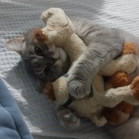 British Shorthair, Kedi  Maya fotoğrafı