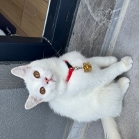 Scottish Fold, Kedi  Bulut fotoğrafı