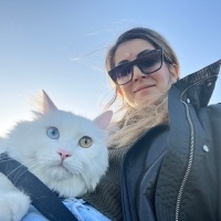 Ankara Kedisi, Kedi  Octavianus Augustus fotoğrafı