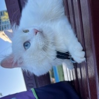 Ankara Kedisi, Kedi  Octavianus Augustus fotoğrafı