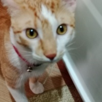 Sarman, Kedi  Tarçın fotoğrafı
